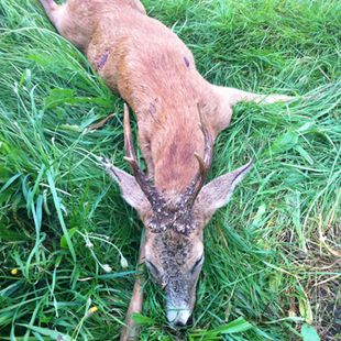 Bock